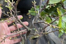 Mai mini chơi Tết giá vài chục nghìn đồng