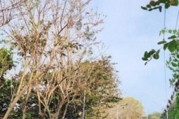 Chạy quanh Côn Đảo ngắm hoa anh đào và săn máy bay tại Bãi Đầm Trầu