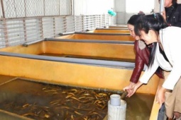 Ở nơi này của Hà Tĩnh, hễ nhà nào làm chuồng nuôi con đặc sản "ham tụ tập" dày đặc này là nhà giàu