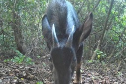 Trong một khu rừng của tỉnh Ninh Bình, phát hiện hai mẹ con loài sơn dương đang đi dạo