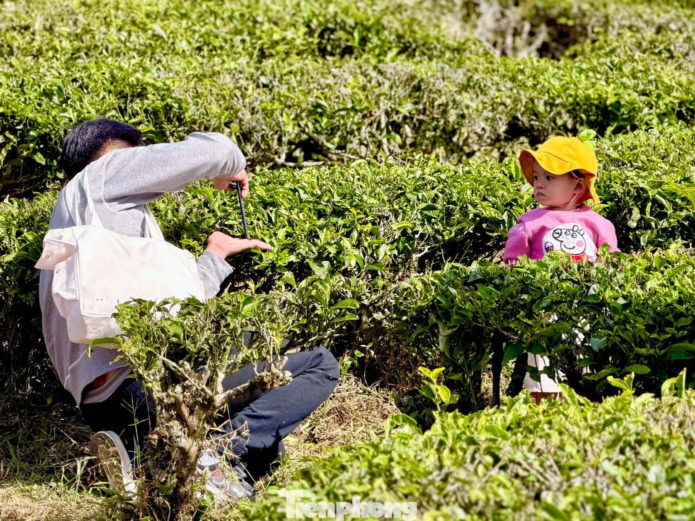 Giới trẻ nườm nượp check-in đồi chè Cầu Đất - 9