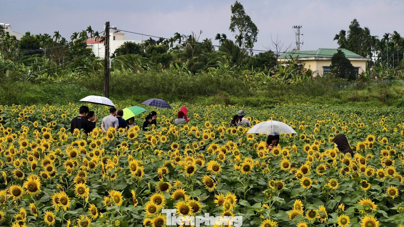 Ngay từ sáng sớm đến xế chiều, từng nhóm bạn trẻ, gia đình nối nhau tìm đến để check-in, chụp ảnh. Trong đó, có nhiều người lựa chọn thời điểm buổi sáng hoặc chiều muộn để tận hưởng ánh nắng dịu, tránh cảnh đông đúc và có được những bức hình ưng ý nhất.