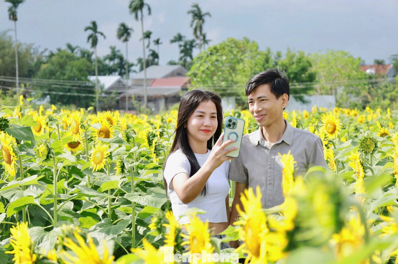 Nhiều bạn trẻ thả dáng giữa vườn hoa hướng dương.