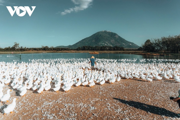 Dưới chân núi Bà Đen, một sắc trắng của đàn vịt nổi bật trên nền đất sẫm màu. Khi người chăn vịt vừa xuất hiện, cả đàn lập tức chuyển động, với tiếng “cạp cạp” vang lên rộn ràng, phá tan sự tĩnh lặng của buổi sớm, mang theo nhịp sống quen thuộc của miền quê Tây Ninh. (Ảnh: Vũ Khoa)
