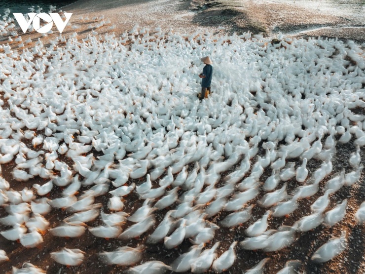 Cảnh đàn vịt quây kín quanh chủ không chỉ gây ấn tượng thị giác mà còn thể hiện rõ tập tính bầy đàn gắn bó với đồng ruộng với sự chuyển động đồng loạt, được ví như một “lốc xoáy trắng” sống động và đầy nhịp điệu. (Ảnh: Vũ Khoa)