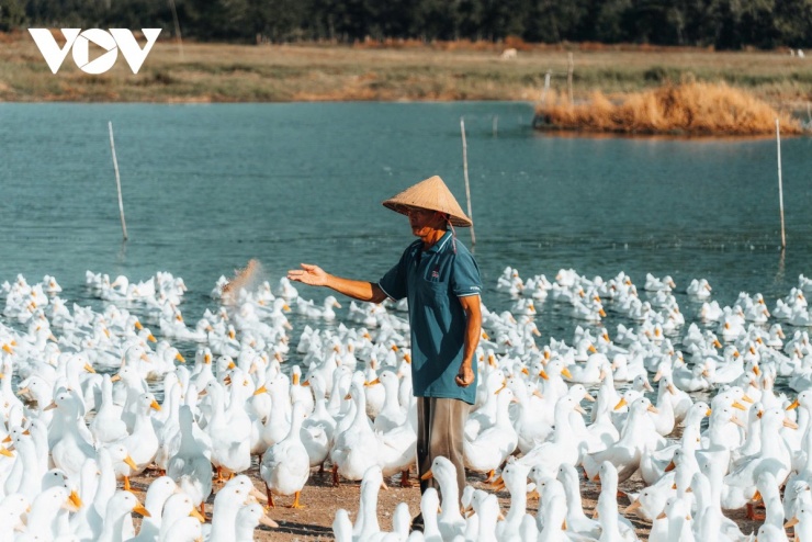 Gắn bó nhiều năm với nghề nuôi vịt, ông Trần Thanh Hải duy trì đàn khoảng 4.000 con mỗi lứa, “cùng ăn, cùng ngủ” giữa đồng để theo sát từng giai đoạn sinh trưởng, am hiểu tập tính và chăm sóc đàn vịt. (Ảnh: Vũ Khoa)