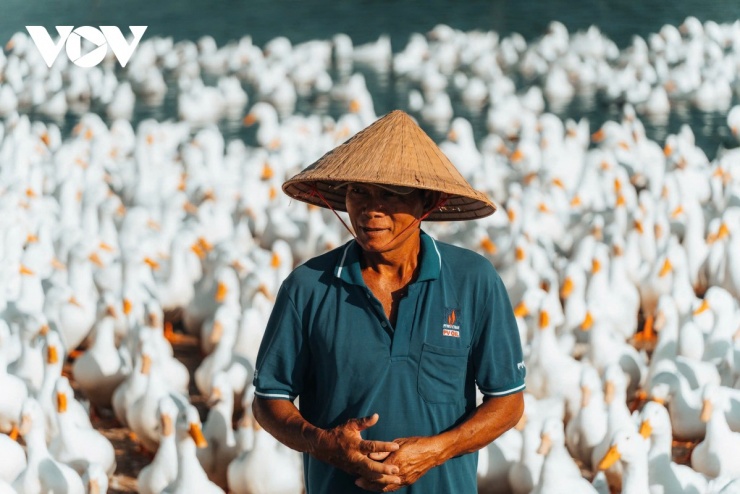 Đối với ông Hải, đàn vịt không đơn thuần là kế sinh nhai mà còn là những ‘người bạn’ gắn bó suốt ngày dài trên cánh đồng. (Ảnh: Vũ Khoa)
