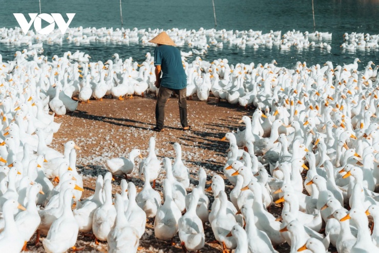 Giữa cánh đồng mênh mông, hơn 4.000 con vịt trắng gắn bó với ông Hải như bạn đồng hành thầm lặng. (Ảnh: Vũ Khoa)