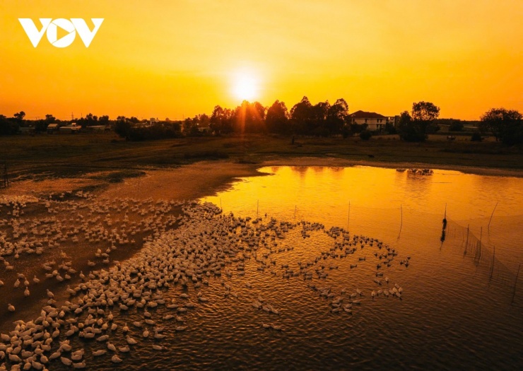 Ánh hoàng hôn vàng óng rót xuống, biến đàn vịt thành những vệt sáng lấp lánh, tạo nên một khung cảnh tuyệt đẹp. (Ảnh: Vũ Khoa)