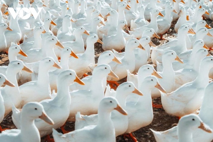 Những chiếc mỏ vàng cam nổi bật trên nền lông trắng, từng nhịp di chuyển đều đặn khiến khung cảnh trở nên như một bức tranh sống. Nhờ vào chúng mà nơi lao động đời thường bỗng khoác lên vẻ đẹp nghệ thuật, mộc mạc mà cuốn hút. (Ảnh: Vũ Khoa)