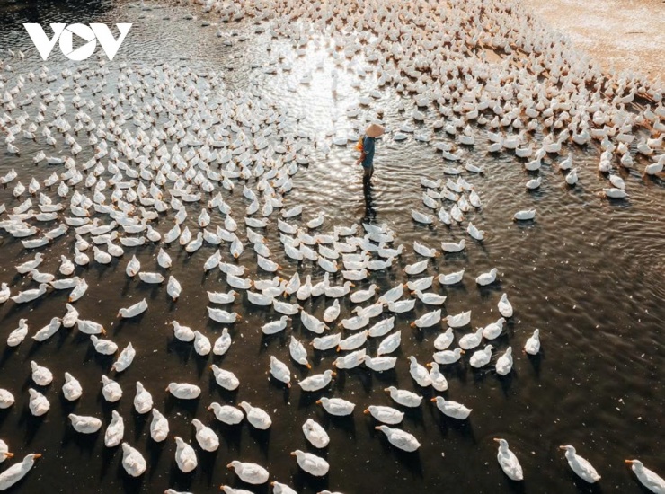 "Làm nghề chăn vịt từ ngày này qua tháng nọ, quanh năm suốt tháng, nó đã trở thành một phần không thể thiếu trong cuộc sống của tôi", ông Hải trải lòng về công việc đã gắn bó nhiều năm dưới chân núi Bà Đen. (Ảnh: Vũ Khoa)