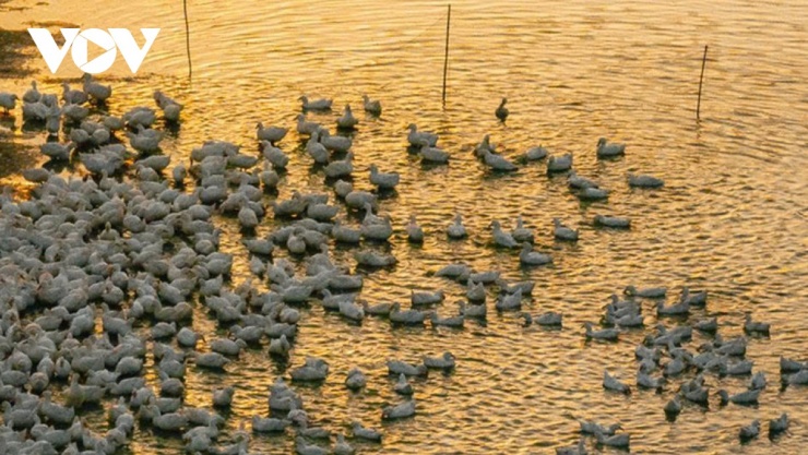 Khép lại một ngày dài, đàn vịt trắng lại theo chân người chủ về chuồng. Khoảnh khắc bình dị ấy cứ thế neo đậu trong tâm trí người xem, nhắc nhớ về một vẻ đẹp nguyên sơ và an lành vẫn luôn hiện hữu ngay dưới chân núi. (Ảnh: Vũ Khoa)