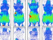 Con người thực sự đang phát sáng và sẽ tối lại sau khi chết