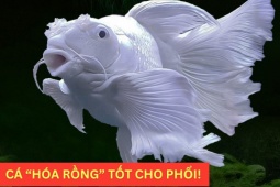 Tin tức sức khỏe - Loại cá “hóa rồng” trong truyền thuyết nay trở thành “bảo bối” bảo vệ phổi, giúp giảm ho cực tốt