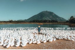 Đàn vịt đồng trắng như tuyết phủ kín cánh đồng dưới chân núi Bà Đen