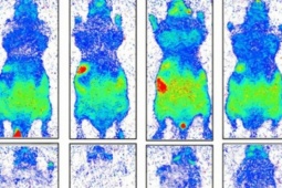 Con người thực sự đang phát sáng và sẽ tối lại sau khi chết