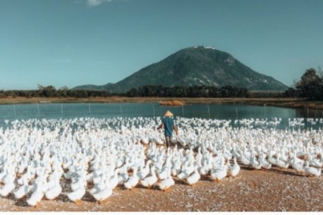 Đàn vịt đồng trắng như tuyết phủ kín cánh đồng dưới chân núi Bà Đen