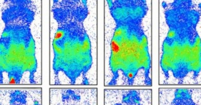 Con người thực sự đang phát sáng và sẽ tối lại sau khi chết