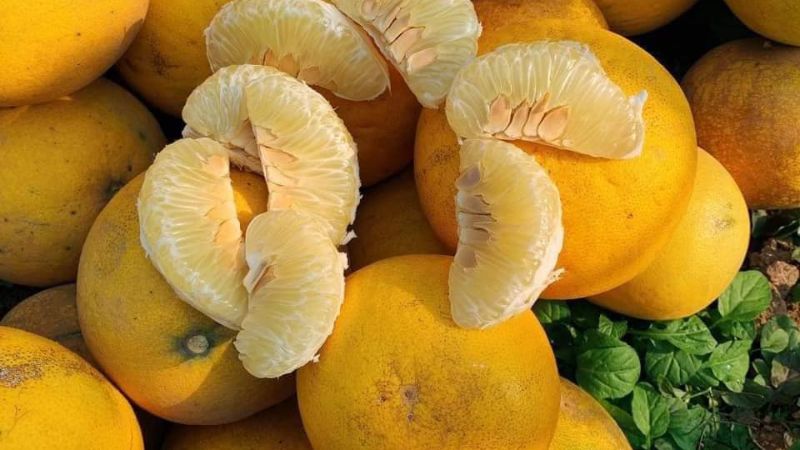 3 loại quả mùa lạnh tốt như “nhân sâm” cho người bị đau xương khớp - 3