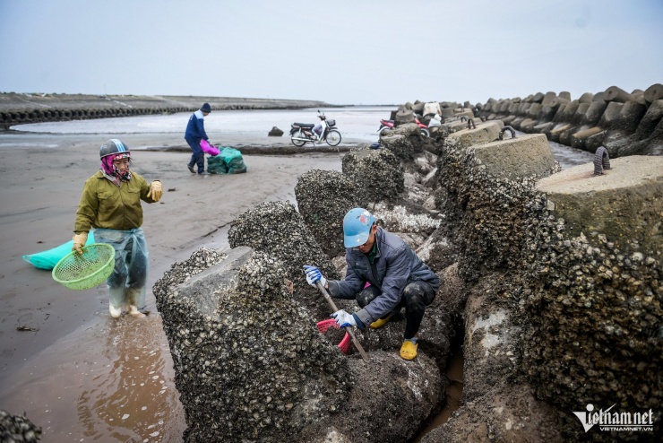 Lội nước lạnh buốt săn 'lộc trời’ ở Ninh Bình, mỗi chiều kiếm tiền triệu - 2