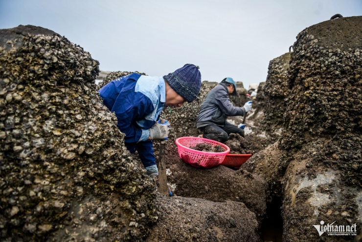 Lội nước lạnh buốt săn 'lộc trời’ ở Ninh Bình, mỗi chiều kiếm tiền triệu - 6