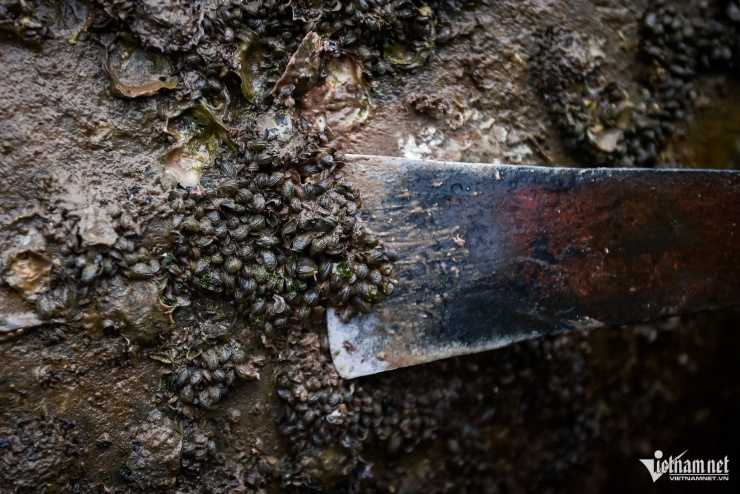 Lội nước lạnh buốt săn 'lộc trời’ ở Ninh Bình, mỗi chiều kiếm tiền triệu - 4