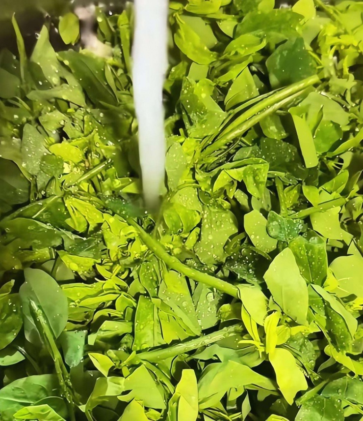 Loại rau dân dã, tươi ngon, giòn tan, ăn vào mùa đông giúp, giải độc gan, hỗ trợ giấc ngủ, bảo vệ mắt - 5