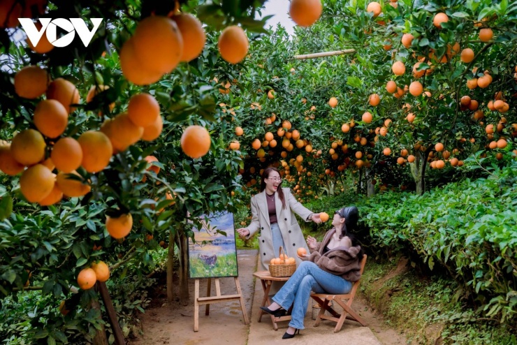 Check-in vườn cam cùng bạn bè, người thân.