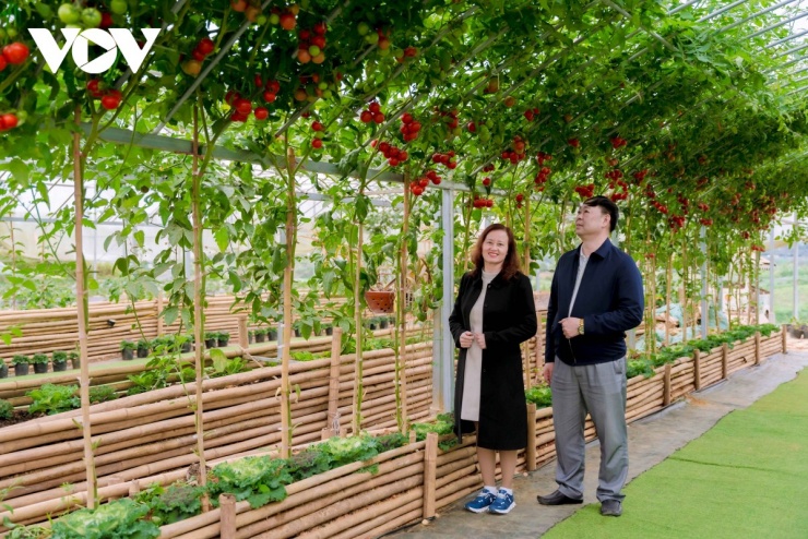 Cà chua chín đỏ, được người nông dân trồng với công nghệ cao, đẹp mắt cũng là điểm thu hút khách du lịch