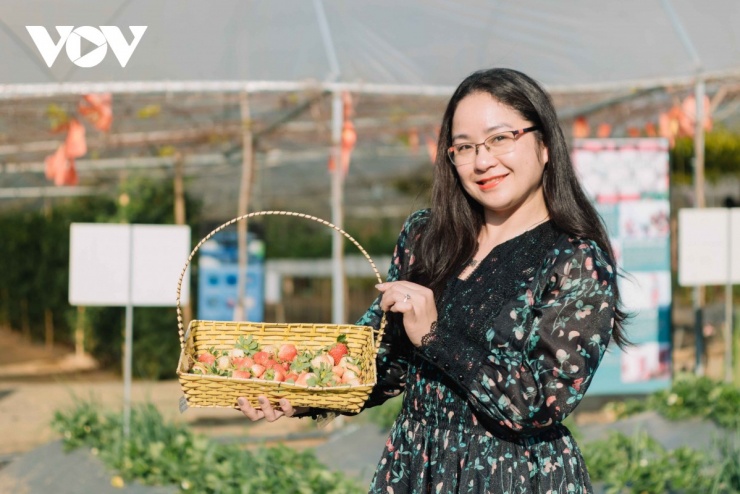 Đến đây, du khách có thể trải nghiệm, tự tay hái những chùm quả chín mọng để thưởng thức hoặc mang về làm quà.