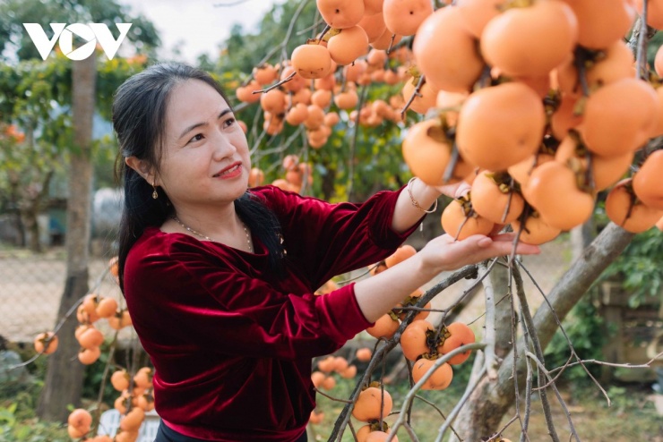 Du khách check in cùng những chùm hồng chín mọng.