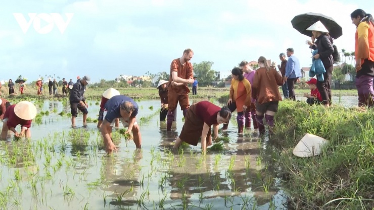 Du khách thi cấy lúa cùng nông dân Hội An