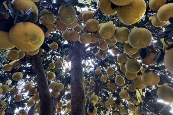 Hai chậu bưởi Diễn khổng lồ gần 800 quả khiến ai đi qua cũng phải ngoái nhìn