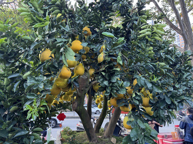 Chậu bưởi Diễn gần 300 trái