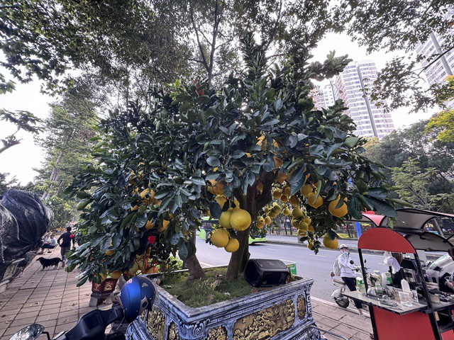 Mỗi chậu có 4 gốc bưởi