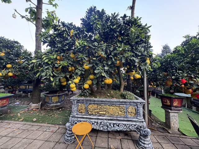 Chậu bưởi Diễn có gần 400 trái