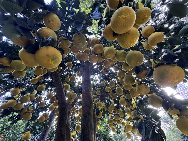 Cây bưởi Diễn xum xuê trái