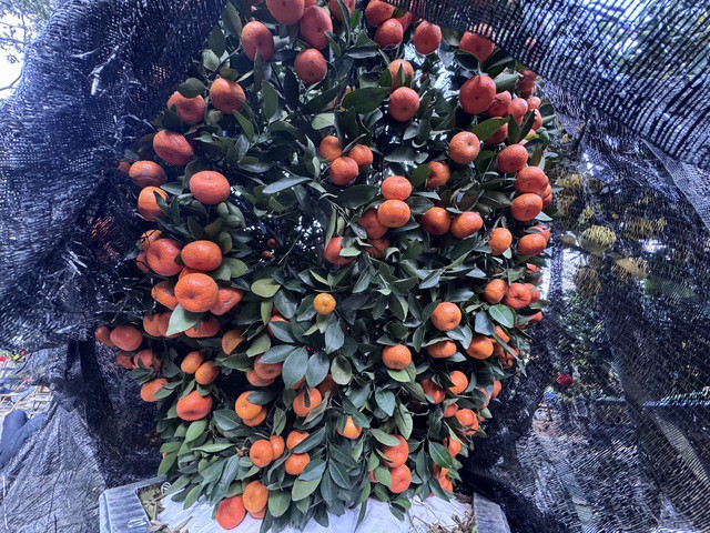 Những chậu bưởi Diễn và quýt chu sa đẹp mắt