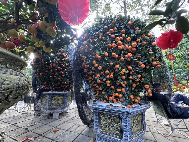 Hai chậu bưởi Diễn khổng lồ gần 800 quả khiến ai đi qua cũng phải ngoái nhìn - 5