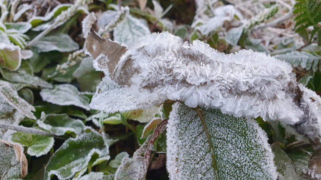 Băng giá phủ kín cây cối khi nhiệt độ xuống thấp. Ảnh: B. Phòng