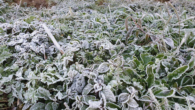 Băng giá xuất hiện tại xã Na Ngoi tỉnh Nghệ An. Ảnh: B. Phòng