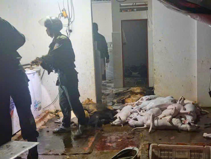 Sốc với quy mô đường dây trộm cắp, giết mổ chó ở Tây Ninh - 1