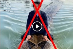 Cái kết của người đàn ông dùng AI tạo ảnh cưỡi trăn khổng lồ bơi trên hồ Hoàn Kiếm