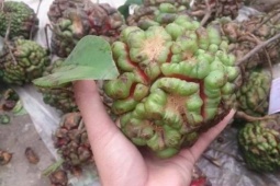 Tin tức sức khỏe - Bất ngờ thảo dược cực “nhạy” với đau lưng, mỏi cổ, nhức khớp, chỉ 5 phút mỗi ngày ổn ngay!