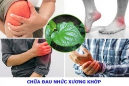 Tin tức sức khỏe - Thoát đau nhức lưng, tê bại tay chân ngày rét lạnh nhờ loại rau dại mọc quanh vườn