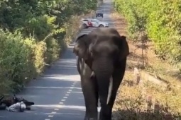 Gặp voi 'ngà lệch' đi dạo trên đường, người đàn ông vội bỏ xe máy để chạy bộ