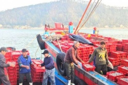 Ngư dân Nghệ An ra biển một ngày, đánh trúng đàn cá cơm 16 tấn, về bán vội cũng đút túi hơn 200 triệu đồng