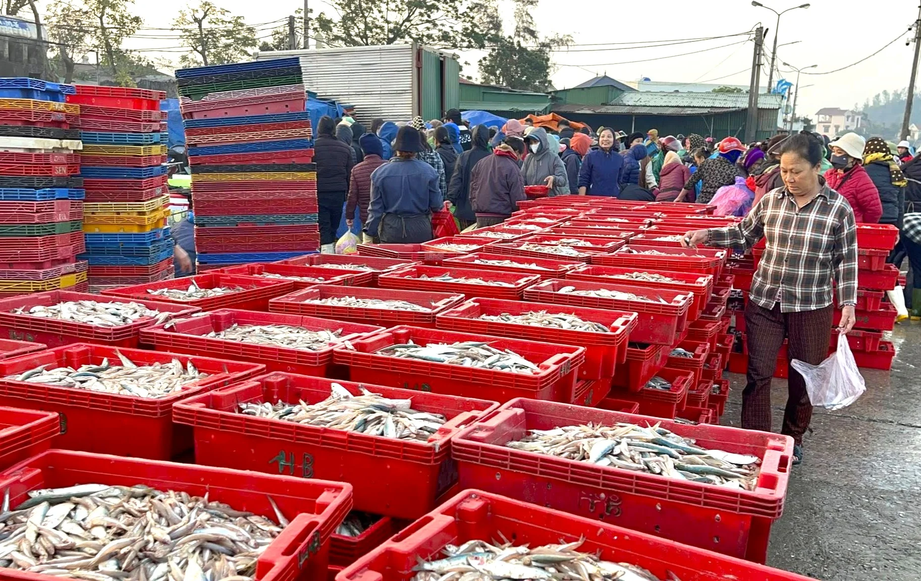 Ngư dân Nghệ An ra biển một ngày, đánh trúng đàn cá cơm 16 tấn, về bán vội cũng đút túi hơn 200 triệu đồng - 2