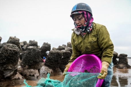 Lội nước lạnh buốt săn 'lộc trời’ ở Ninh Bình, mỗi chiều kiếm tiền triệu