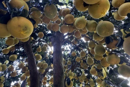 Hai chậu bưởi Diễn khổng lồ gần 800 quả khiến ai đi qua cũng phải ngoái nhìn